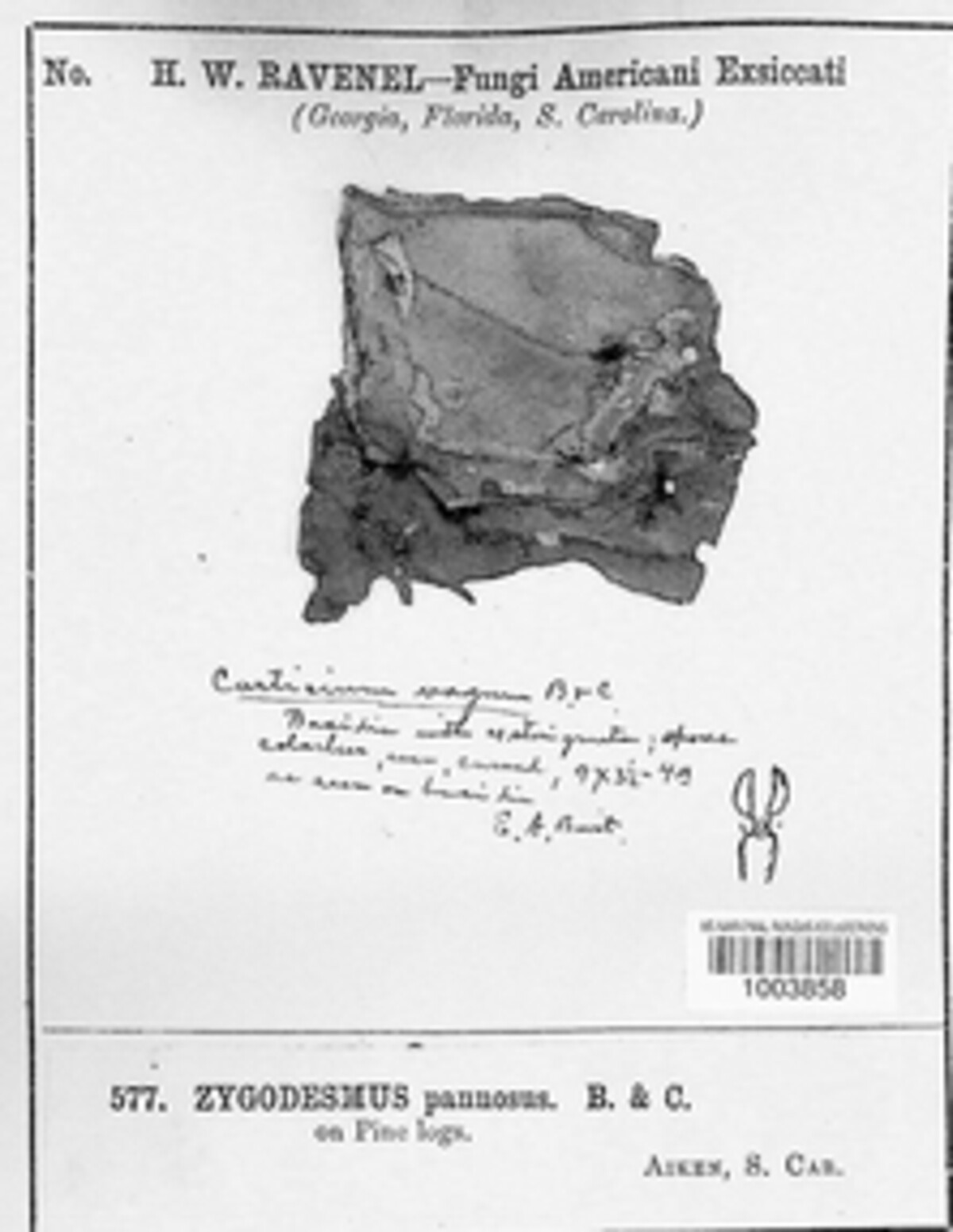 Tomentella image
